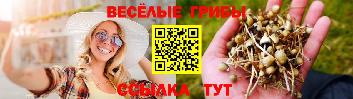 Галлюциногенные грибы Cubensis Майкоп